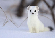 白鼬可以當寵物養(yǎng)嗎（不建議）